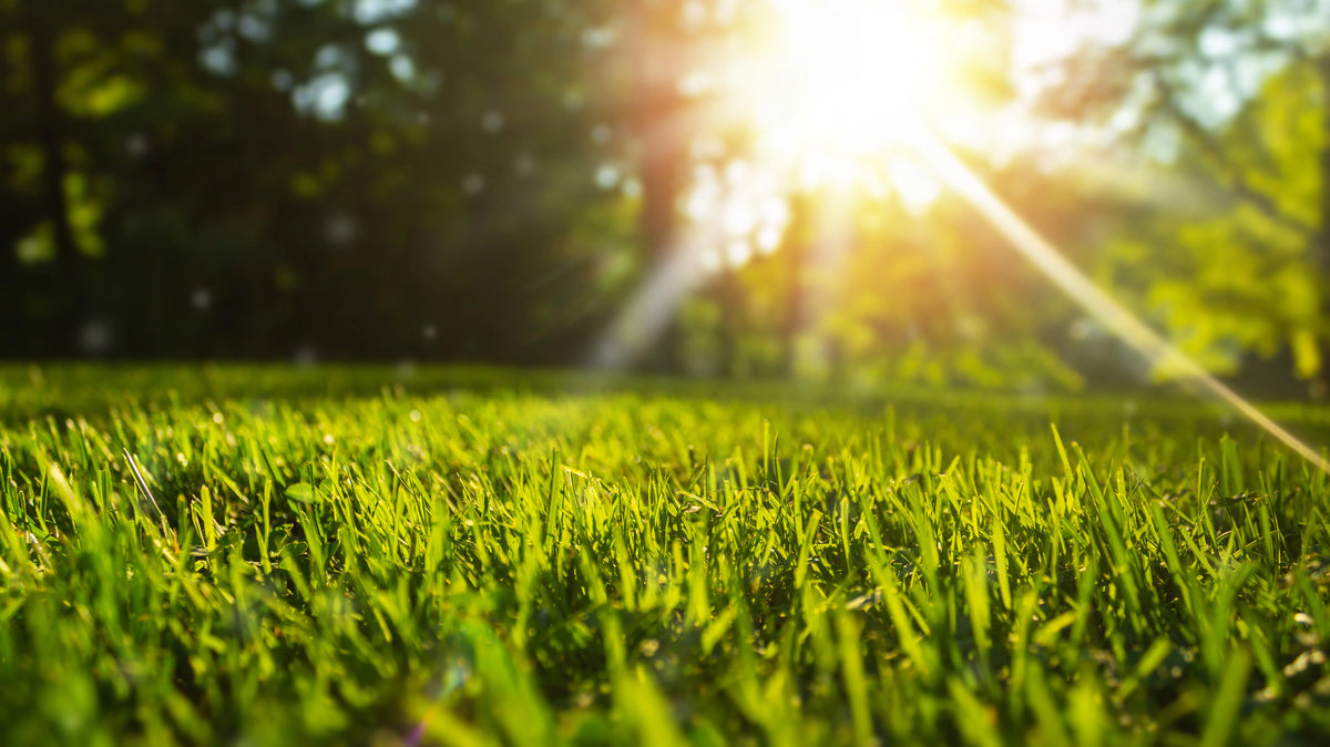 Top 5 2024 Lawn Care Tips!!!